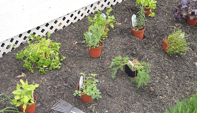 7 Tips for Starting Your Own Herb Garden | The Suburban Soapbox #herbgardening #OXOSpringGardening 