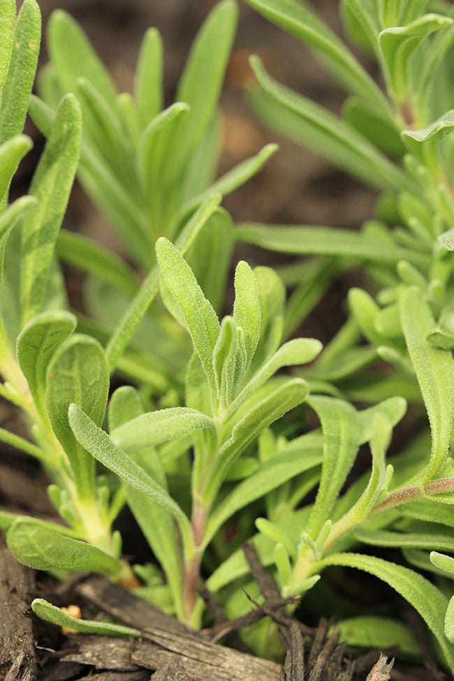 7 Tips for Starting an Herb Garden | The Suburban Soapbox 