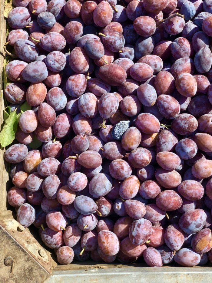 bin full of California plums for prunes.
