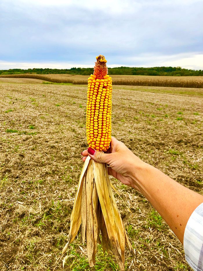 Ear of field corn being held up in a cornfield in Iowa.