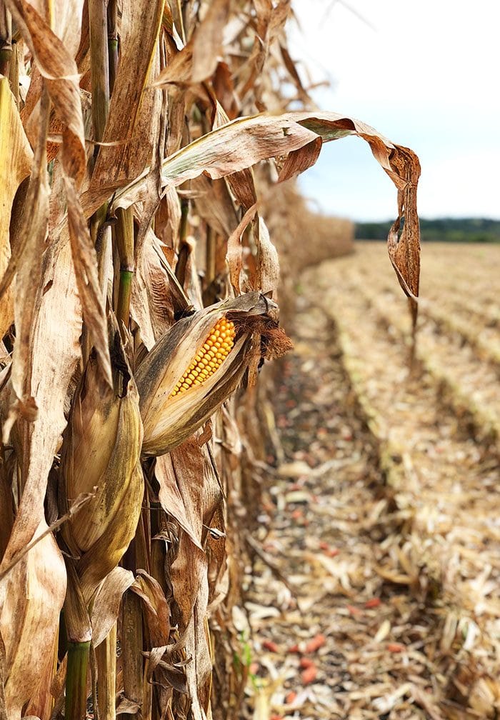 Ear of corn on a cornstalk in an Iowa cornfield.