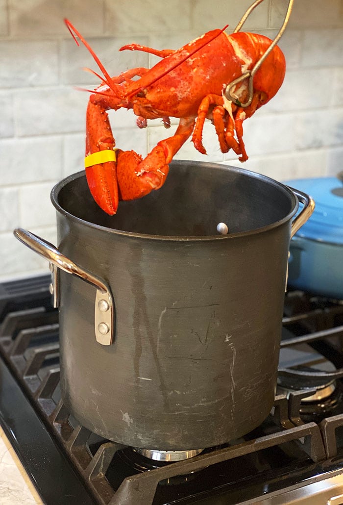 Cooked lobster being removed from a pot.