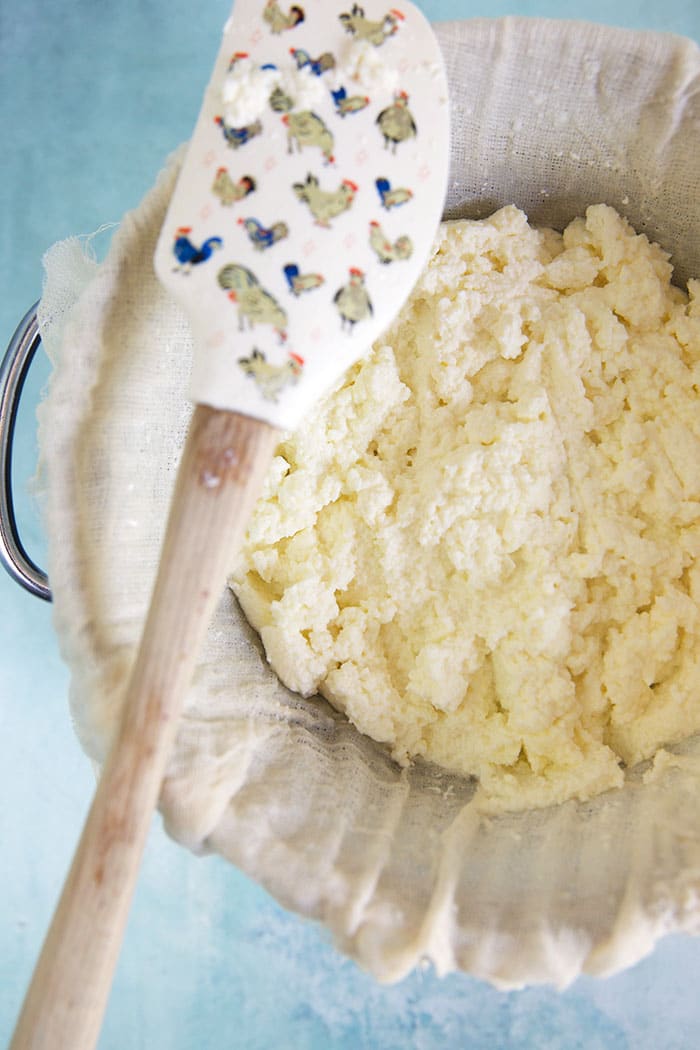 A rubber spatula with little chickens on it is hovered over a pot of ricotta.