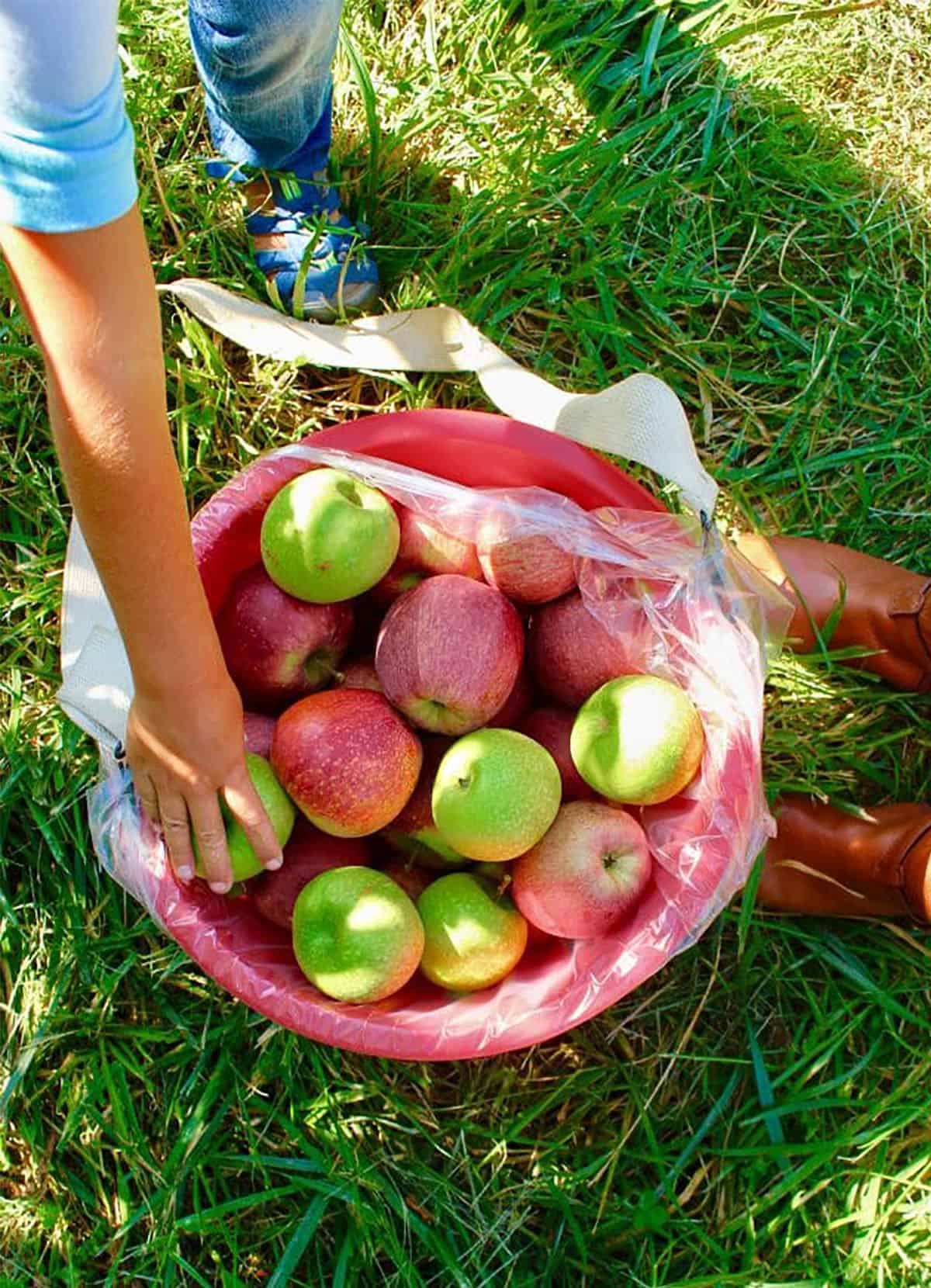 Barrel of apples with a Childs hand placing one on top for apple butter recipe
