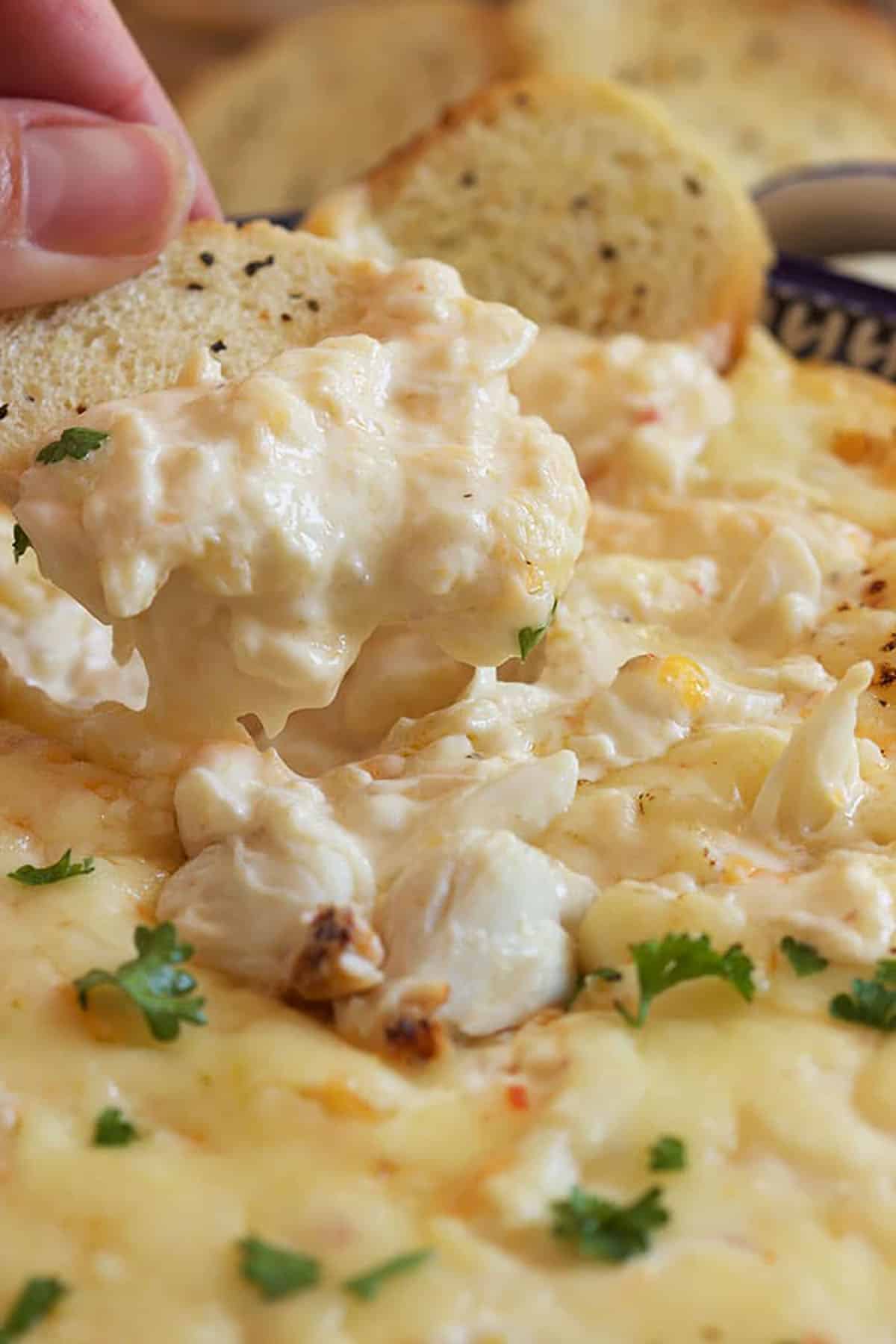 hot crab dip being scooped up with a crostini.